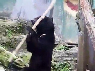 Un ours pro de Kung Fu