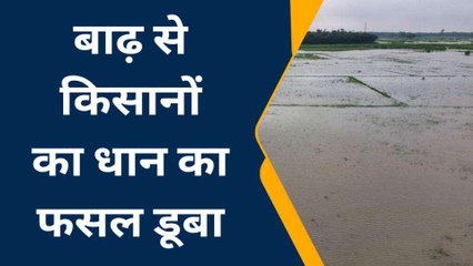 दरभंगा: नदी का पानी खेतों में किया प्रवेश, धान का फसल डूबा
