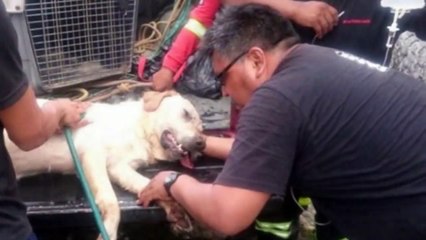 Un chien meurt d'épuisement après avoir sauvé sept vies