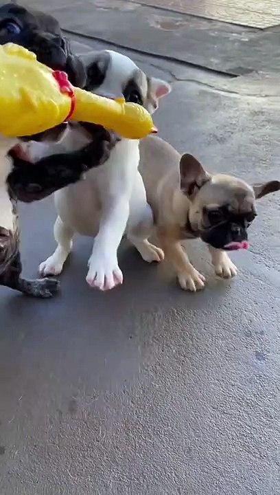 Playtime ❤️