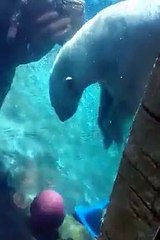 Un ours polaire joue au basketball