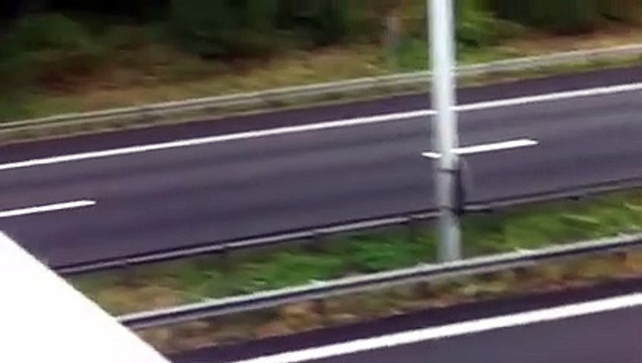 Une vache bloque l'autoroute à Limoges !