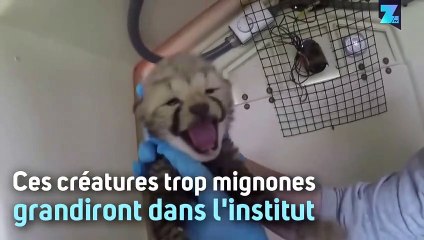Une portée de guépards absolument adorables !