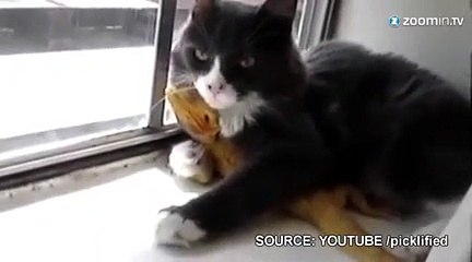 Un chat amoureux d'un lézard
