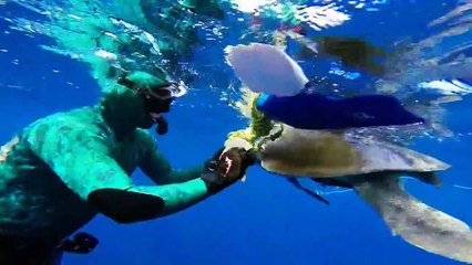Un plongeur libère une tortue coincée dans un filet de pêche