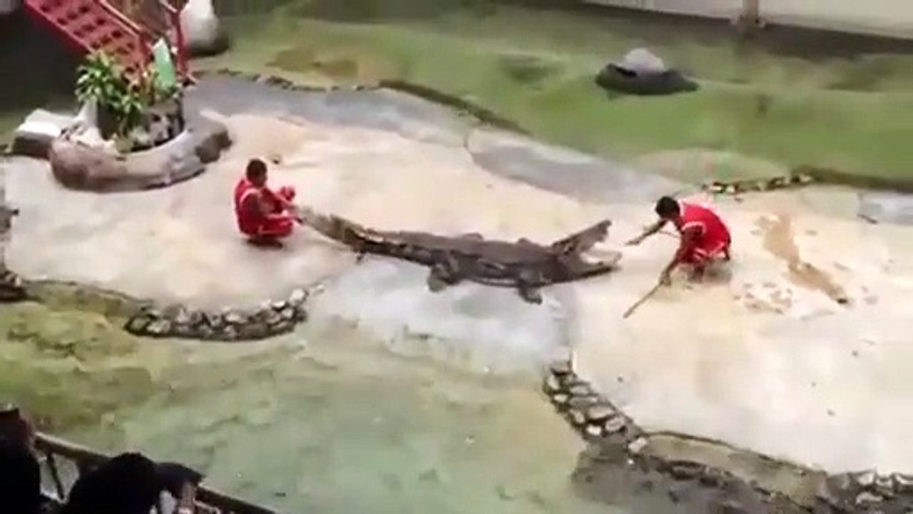Un dresseur se fait mordre la tête par un alligator