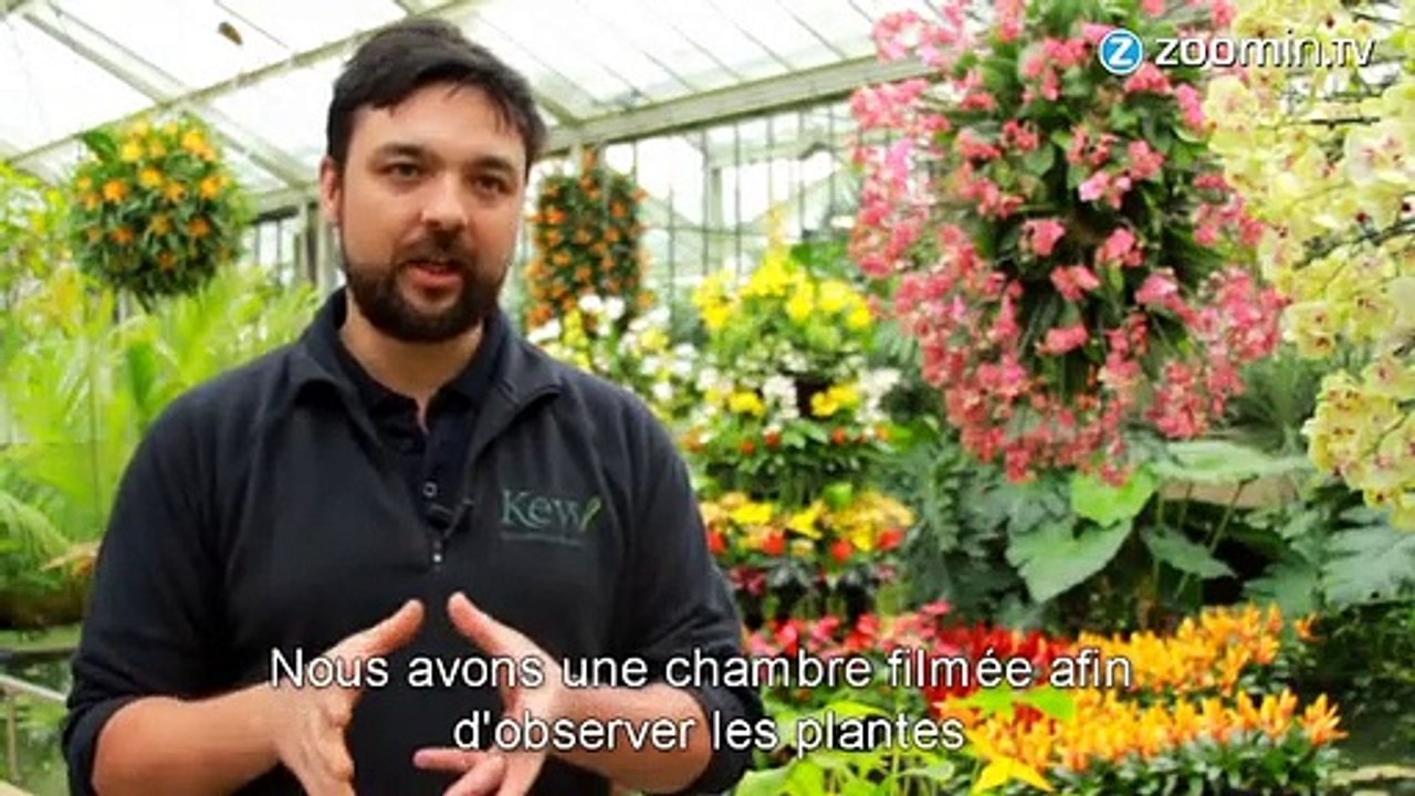 4000 orchidées colorent les rues de Londres