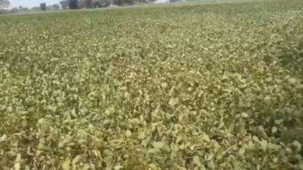 आगर मालवा: बारिश नहीं होने से बढ़ी किसानों की चिंता, सूखने की कगार पर सोयाबीन की फसल
