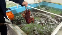 SA lobster fishers hope to return to Chinese market after devastating 2020 ban on Australian lobsters