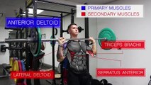 The Best Science-Based Upper Body Workout for Growth (Chest/Back/Arms/Shoulders)