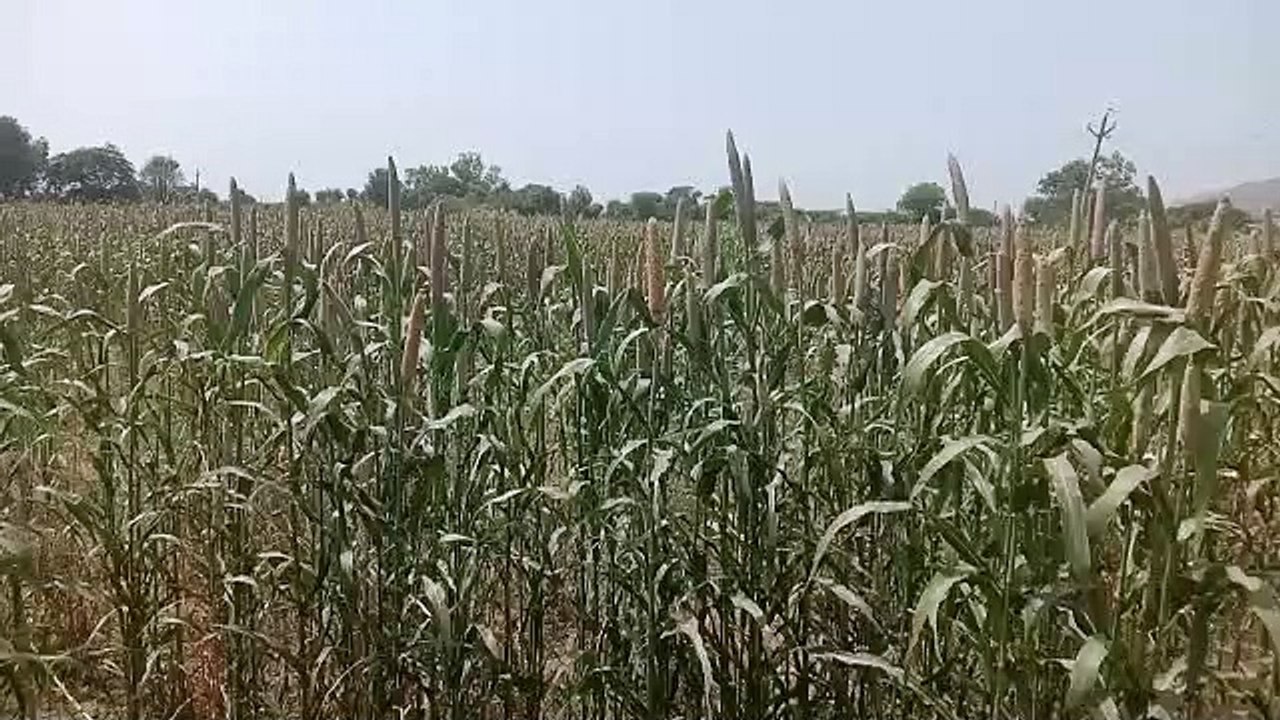 बरसात की कमी से मुरझा रही फसलें, भूमि में नमी ना जलस्रोतों में पानी