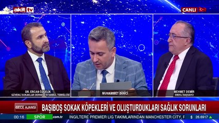 Sahipsiz köpek sorunu nasıl çözülecek?