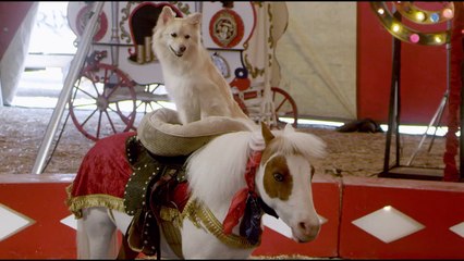 A Dog and Pony Show Bande-annonce (EN)