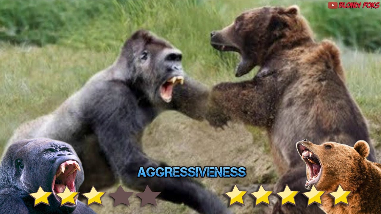 Gorilla VS Bear - Who Will Win? - Blondi Foks