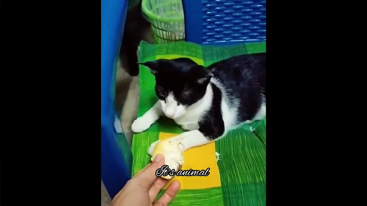 Best Funny Animal Videos Of The 2023 Funniest Cats And Dogs Videos