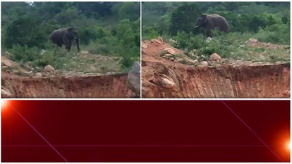 Chittoor జిల్లాలో ఏనుగు భీభత్సం.. వణికిపోతున్న జనాలు.. | Telugu OneIndia