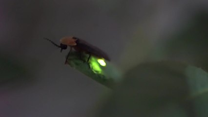 가을 부르는 찬란한 초록빛...무주 반딧불축제 개막 / YTN