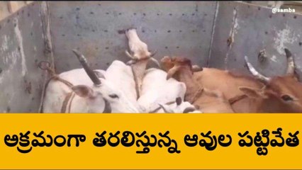 కాకినాడ జిల్లా: గుట్టుచప్పుడు కాకుండా తరలింపు.. పోలీసులు షాక్