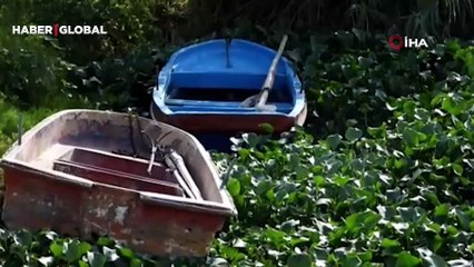 Ters akmasıyla bilinen Asi Nehri'ni su sümbülleri kapladı