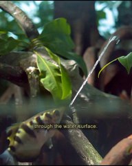 Awesome Shooter Fish (lkan Penembak yang Luar Biasa)