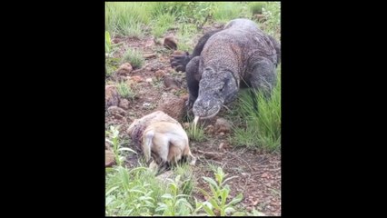 Hungry Komodo dragon (Komodo yang Lapar)