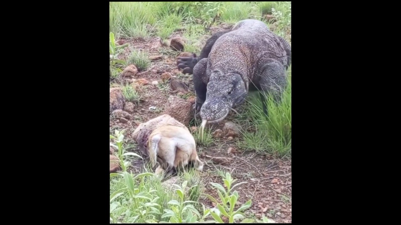 Hungry Komodo dragon (Komodo yang Lapar)