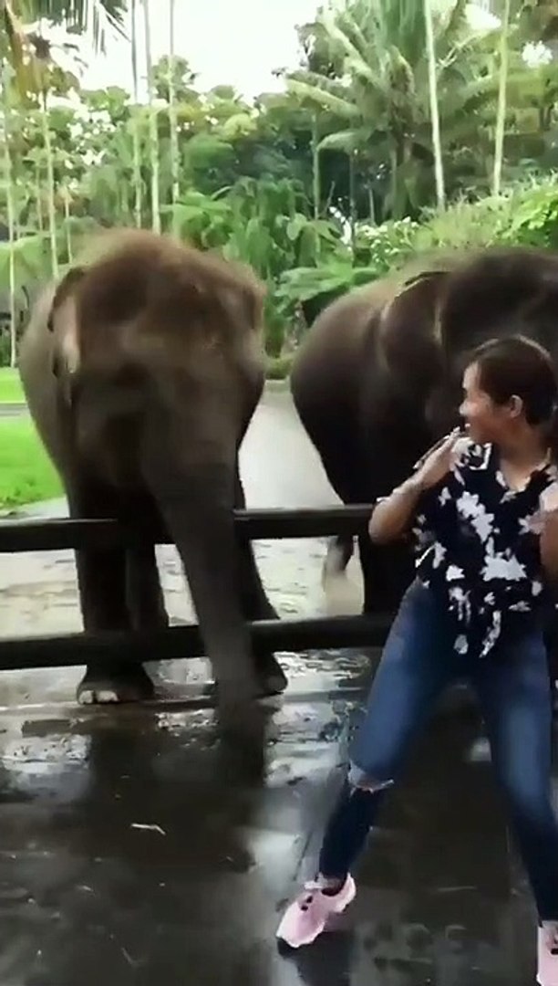 Animal funny moments