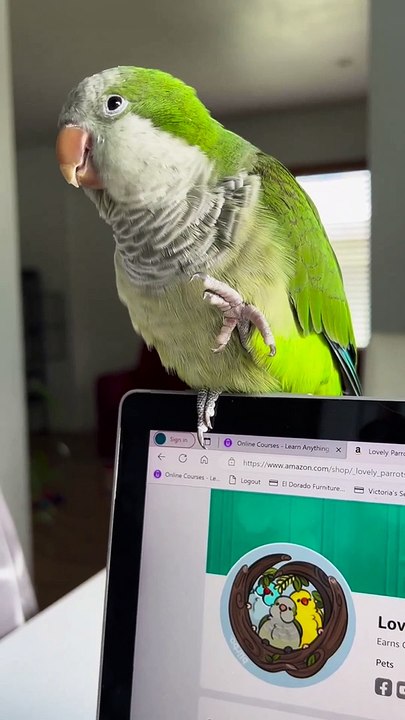 Parrot Talking