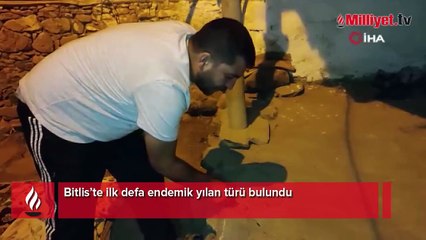 Bitlis'te ilk kez görüldü: Kırbaç yılanı!