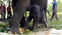 Nato un cucciolo di elefante di Sumatra (specie a rischio estinzione)