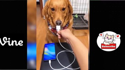 Best Funny Animal Videos Of The 2023  - Funniest Cats And Dogs Videos  Funny cat & dog videos  (13)