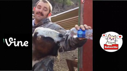 Best Funny Animal Videos Of The 2023  - Funniest Cats And Dogs Videos  Funny cat & dog videos  (19)