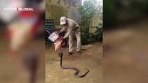 Kobra yılanı 1 dakikada yakalayıp plastik kavanoza koydu