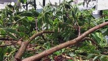 Il tifone Saola colpisce Hong Kong, alberi abbattuti e rami spezzati