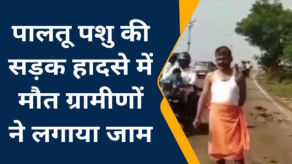 चित्रकूट: गौवंश की चार पहिया वाहन की टक्कर से हुई मौत,ग्रामीणों ने किया सड़क जाम
