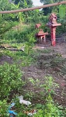 Two huge cobra have mesmerising combat dance in mating ritual