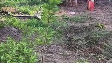 Two huge cobra have mesmerising combat dance in mating ritual