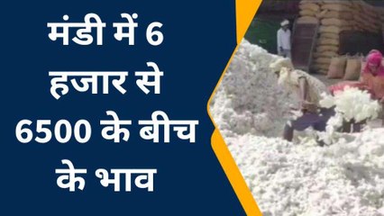अलवर: कपास की आवक शुरू होने से खिले व्यापारियों के चेहरे, देखें यूं बढ़ी रौनक