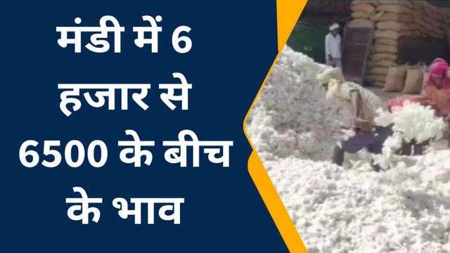 अलवर: कपास की आवक शुरू होने से खिले व्यापारियों के चेहरे, देखें यूं बढ़ी रौनक