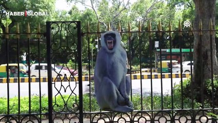 Hindistan'da G20 Liderler Zirvesi öncesi "maymun" önlemi