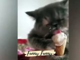 Cat Comedy Central : The Ultimate Funny Cats Video Trending Funny Cats Videos watch the video....