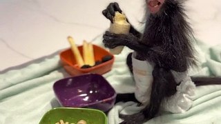 Breakfast- Baby Monkey