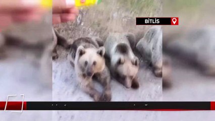 Bitlis'te ayıya şeker vermek istedi: Saldırıya uğradı