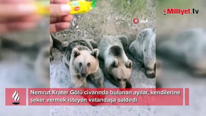 Bitlis'te ayılar vatandaşa saldırdı! O anlar böyle görüntülendi