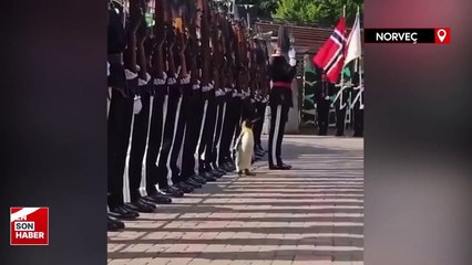 Tümgeneral Penguen Sir Nils Olav, Norveç'te askeri törene katıldı