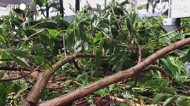 Il tifone Saola colpisce Hong Kong, alberi abbattuti e rami spezzati