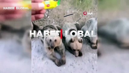 Ayı kendisine şeker vermek isteyen vatandaşa saldırdı