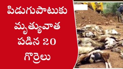 శ్రీకాకుళం జిల్లా: పిడుగుపడి 20 గొర్రెలు మృతి