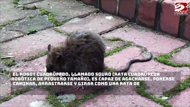 Científicos crean una rata robótica