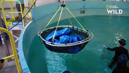 Auscultation d'un requin à pointes noires   AU CŒUR DE DISNEY'S ANIMAL KINGDOM